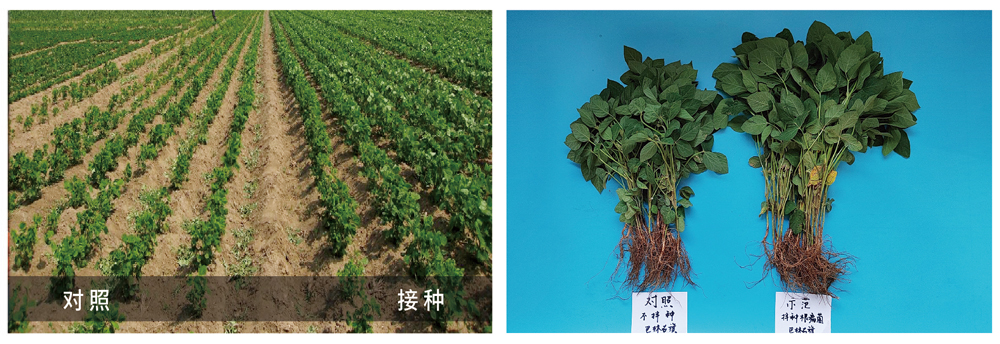 領先生物推進根瘤菌劑應用助力大豆產(chǎn)能提升 領先生物推進根瘤菌劑應用助力大豆產(chǎn)能提升