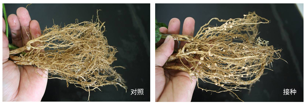 領先生物推進根瘤菌劑應用助力大豆產(chǎn)能提升 領先生物推進根瘤菌劑應用助力大豆產(chǎn)能提升
