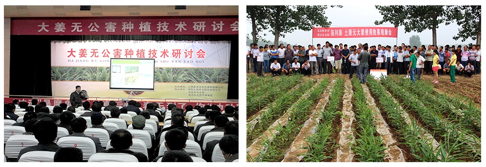 領(lǐng)先生物運(yùn)用生物技術(shù)消滅“毒大姜”育出健康大姜 領(lǐng)先生物運(yùn)用生物技術(shù)消滅“毒大姜”育出健康大姜