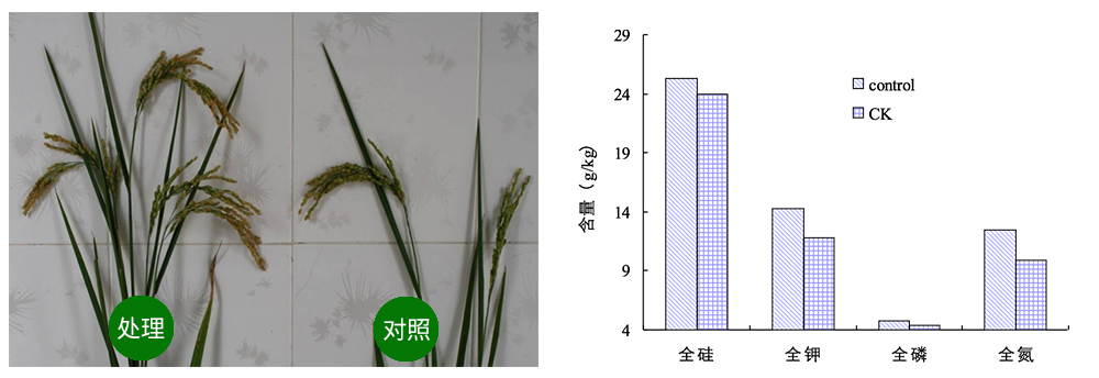 領先生物解硅菌劑助力水稻提質(zhì)增收 領先生物解硅菌劑助力水稻提質(zhì)增收